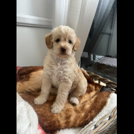 Cockapoo - Both