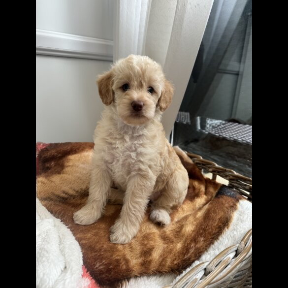 Cockapoo - Both