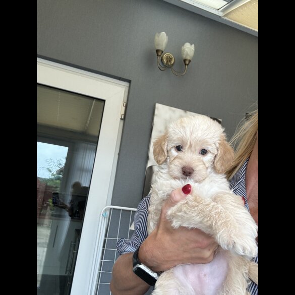 Cockapoo - Both