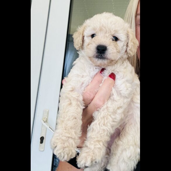 Cockapoo - Both