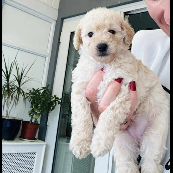 Cockapoo - Both