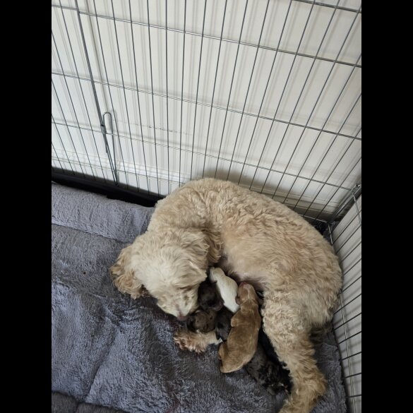 Cockapoo - Both