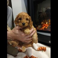 Cockapoo - Both