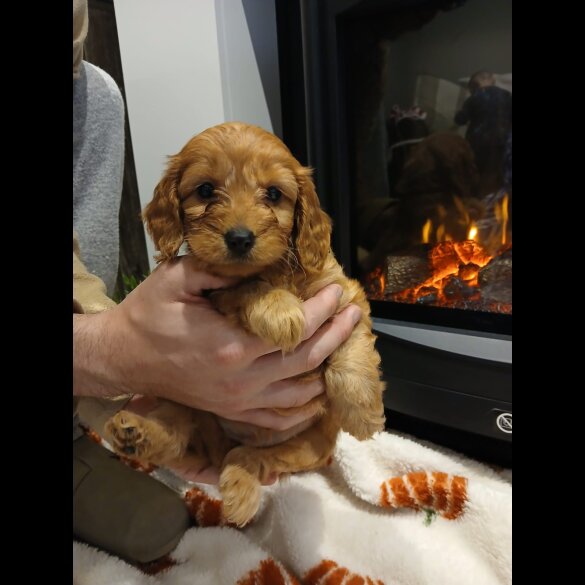 Cockapoo - Both