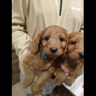 Cockapoo - Both