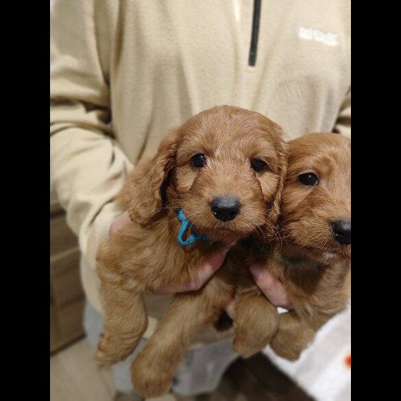 Cockapoo - Both