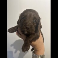 Cockapoo - Both