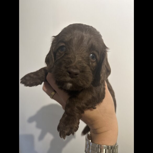 Cockapoo - Both