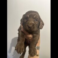 Cockapoo - Both