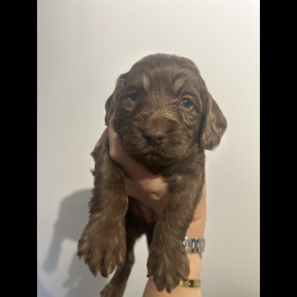 Cockapoo - Both