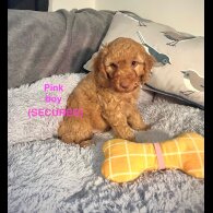 Cockapoo - Both