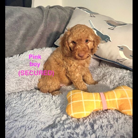 Cockapoo - Both