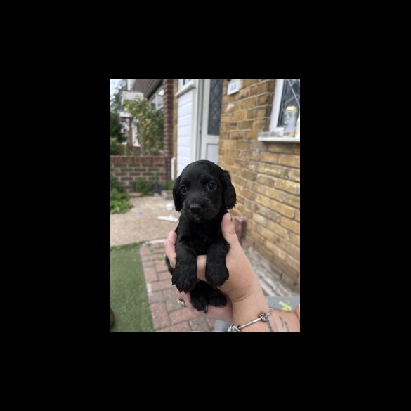 Cocker Spaniel (Working &amp; Show) - Both