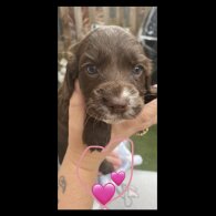 Cocker Spaniel (Working &amp; Show) - Both