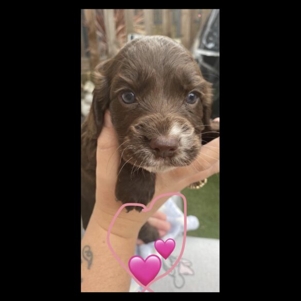 Cocker Spaniel (Working &amp; Show) - Both