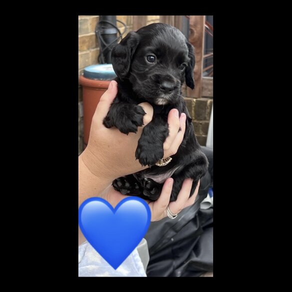 Cocker Spaniel (Working &amp; Show) - Both