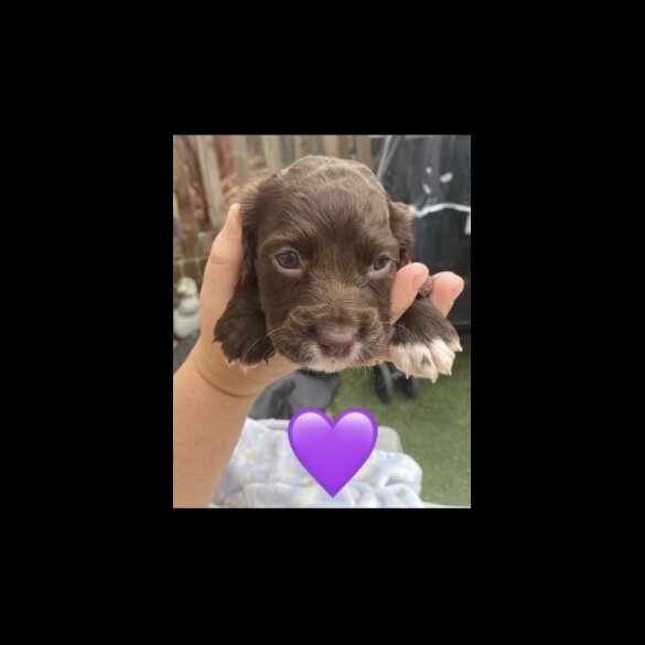Cocker Spaniel (Working &amp; Show) - Both