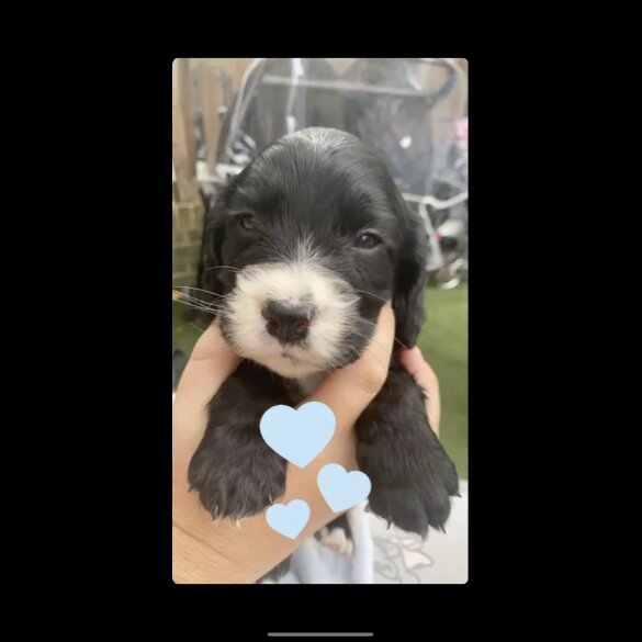 Cocker Spaniel (Working &amp; Show) - Both