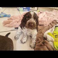 Cocker Spaniel (Working &amp; Show) - Dogs