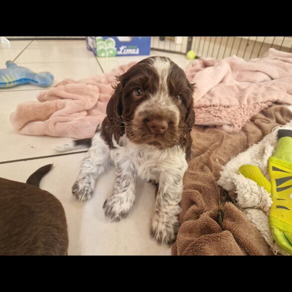 Cocker Spaniel (Working &amp; Show) - Dogs