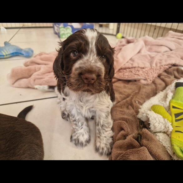 Cocker Spaniel (Working &amp; Show) - Dogs