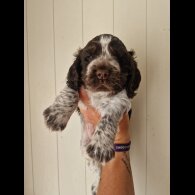 Cocker Spaniel (Working &amp; Show) - Dogs