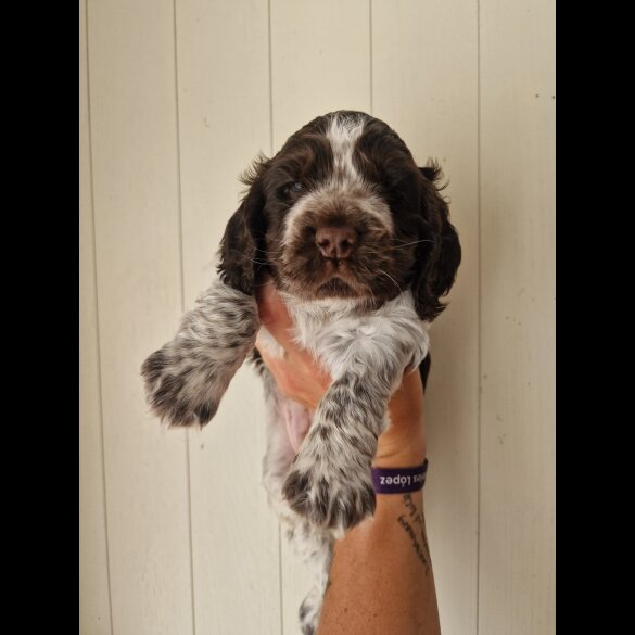 Cocker Spaniel (Working &amp; Show) - Dogs