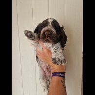 Cocker Spaniel (Working &amp; Show) - Dogs