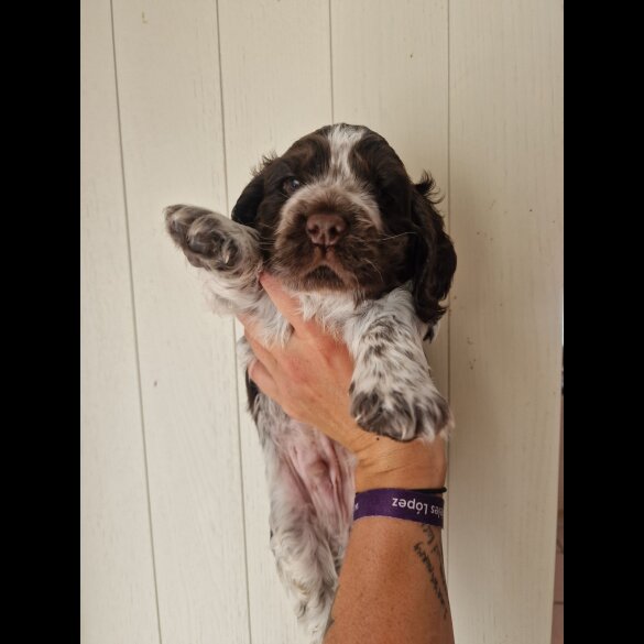 Cocker Spaniel (Working &amp; Show) - Dogs