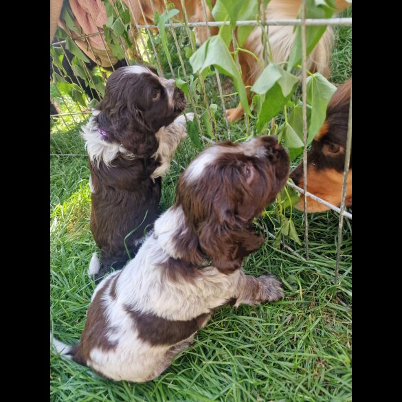 Cocker Spaniel (Working &amp; Show) - Dogs