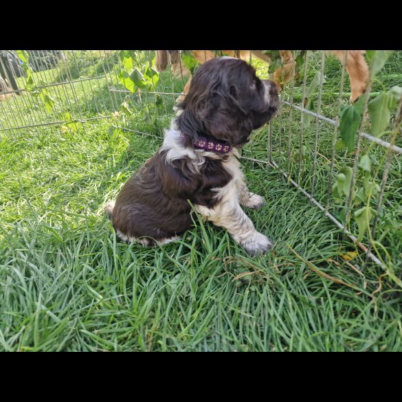 Cocker Spaniel (Working &amp; Show) - Dogs
