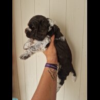 Cocker Spaniel (Working &amp; Show) - Dogs