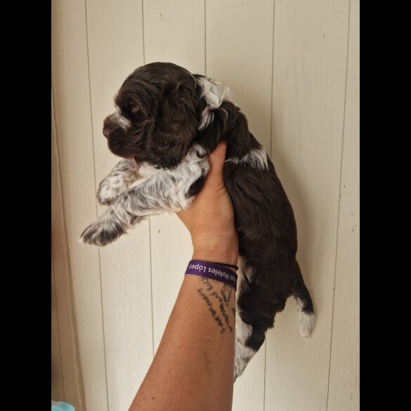 Cocker Spaniel (Working &amp; Show) - Dogs