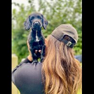 Cocker Spaniel (Working &amp; Show) - Both