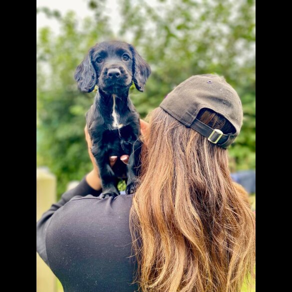Cocker Spaniel (Working &amp; Show) - Both