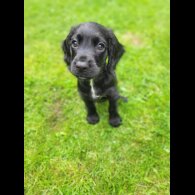 Cocker Spaniel (Working &amp; Show) - Both