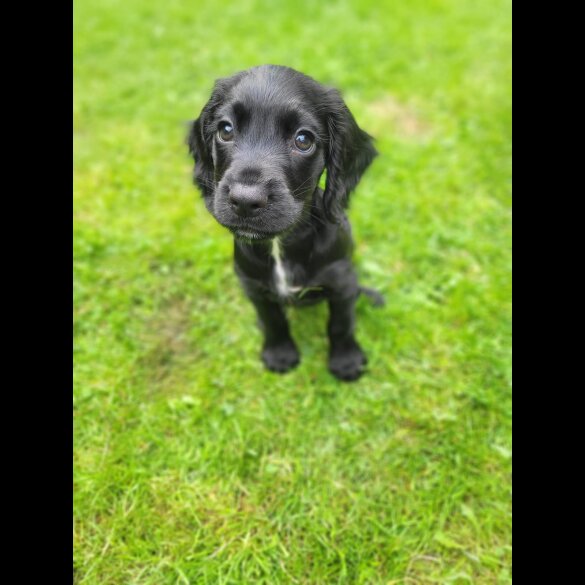 Cocker Spaniel (Working &amp; Show) - Both