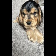 Cocker Spaniel (Working &amp; Show) - Both