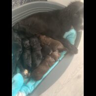 Cocker Spaniel (Working &amp; Show) - Both