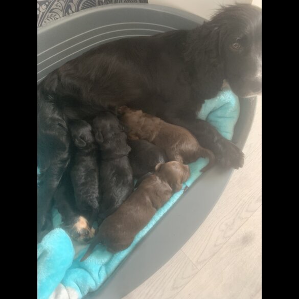 Cocker Spaniel (Working &amp; Show) - Both