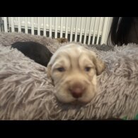 Cocker Spaniel (Working &amp; Show) - Bitches