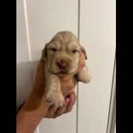Cocker Spaniel (Working &amp; Show) - Bitches