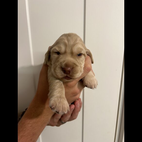 Cocker Spaniel (Working &amp; Show) - Bitches