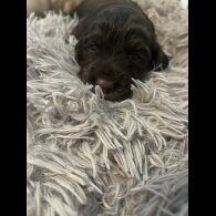 Cocker Spaniel (Working &amp; Show) - Bitches