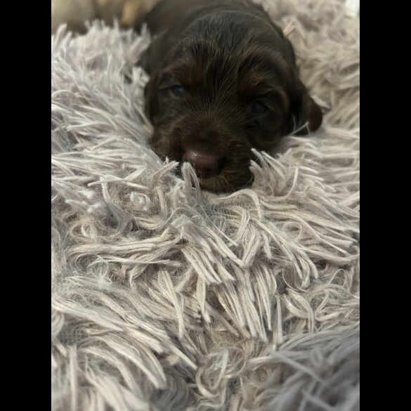 Cocker Spaniel (Working &amp; Show) - Bitches