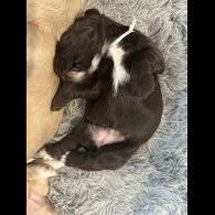 Cocker Spaniel (Working &amp; Show) - Bitches