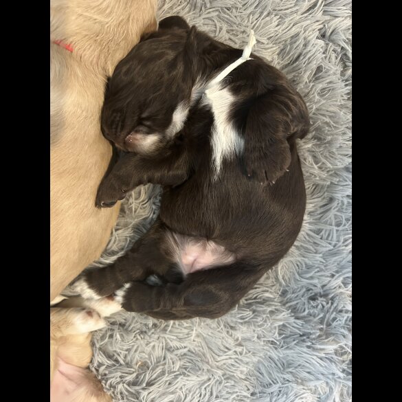 Cocker Spaniel (Working &amp; Show) - Bitches