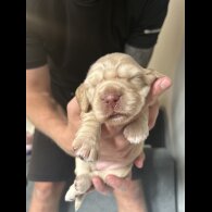 Cocker Spaniel (Working &amp; Show) - Bitches
