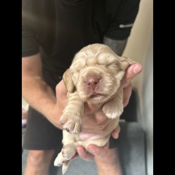 Cocker Spaniel (Working &amp; Show) - Bitches