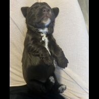 Cocker Spaniel (Working &amp; Show) - Bitches